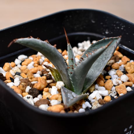 アガベ AGB33 ハイブリッド | T Plants Labo