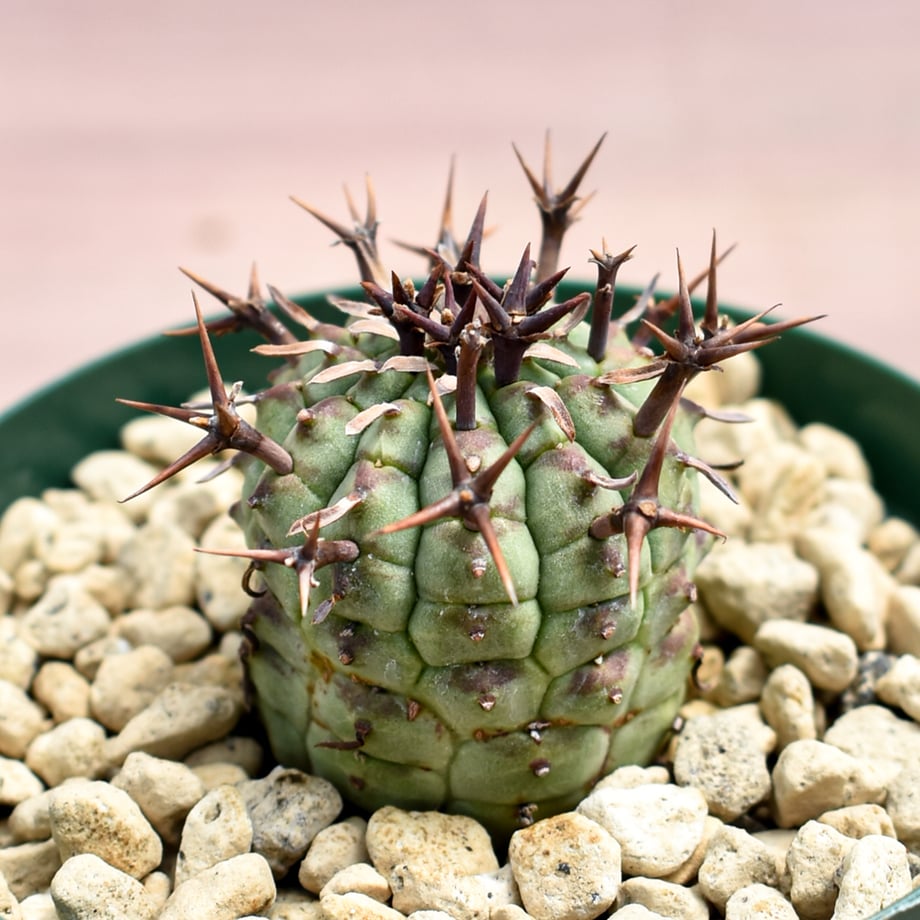 6a2c1de713b903e185e5b6a8