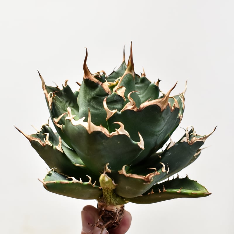 アガベ チタノタ 