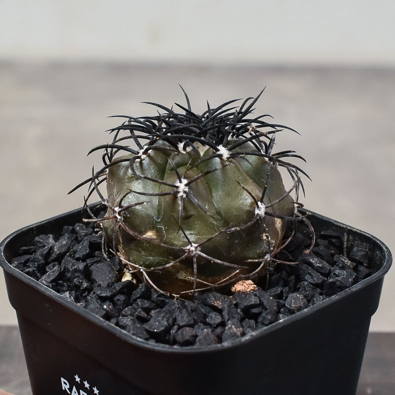 コピアポア グリセオビオラセア 発根済み 現地球 現地球 Yahoo!オークション - 現地球 カキコ 山木 コピアポア グリセオビオラ