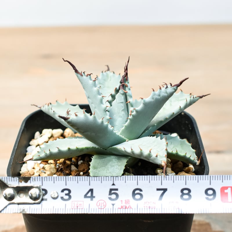 アガベ ハイブリット 雲虎甲蟹×象牙妖炎(モコイシス×陽炎エボリ