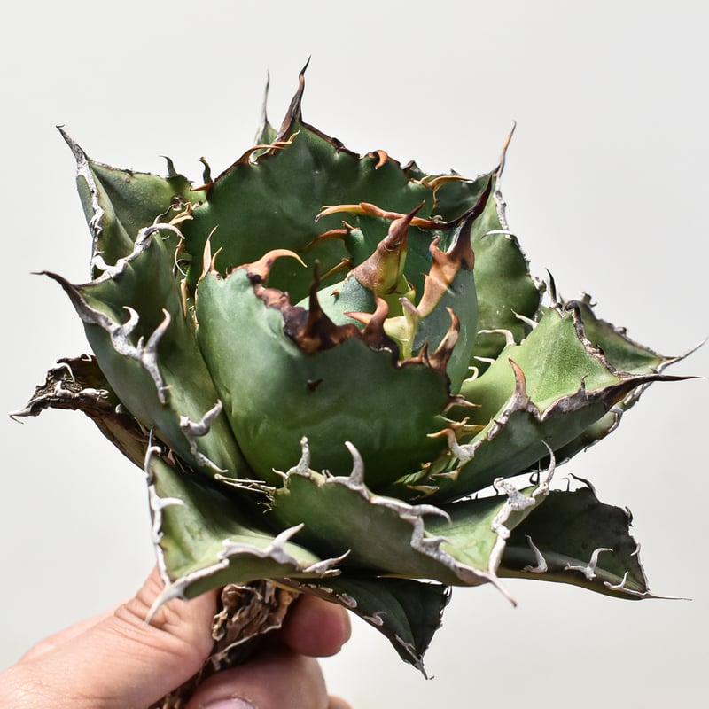 ［親株］アガベチタノタ白鯨　抜き苗発送 親株］アガベチタノタ白鯨 抜き苗発送 アガベチタノタ白鯨抜き苗発送