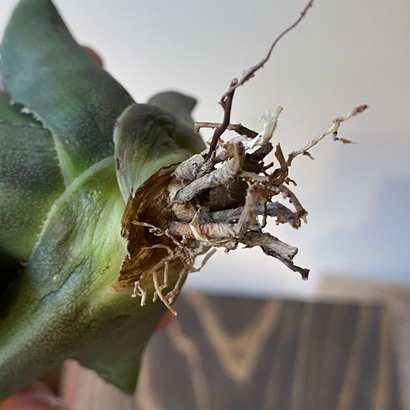 アガベ　チタノタ　白鯨　抜き苗➀ ボール型 白鯨 抜き苗