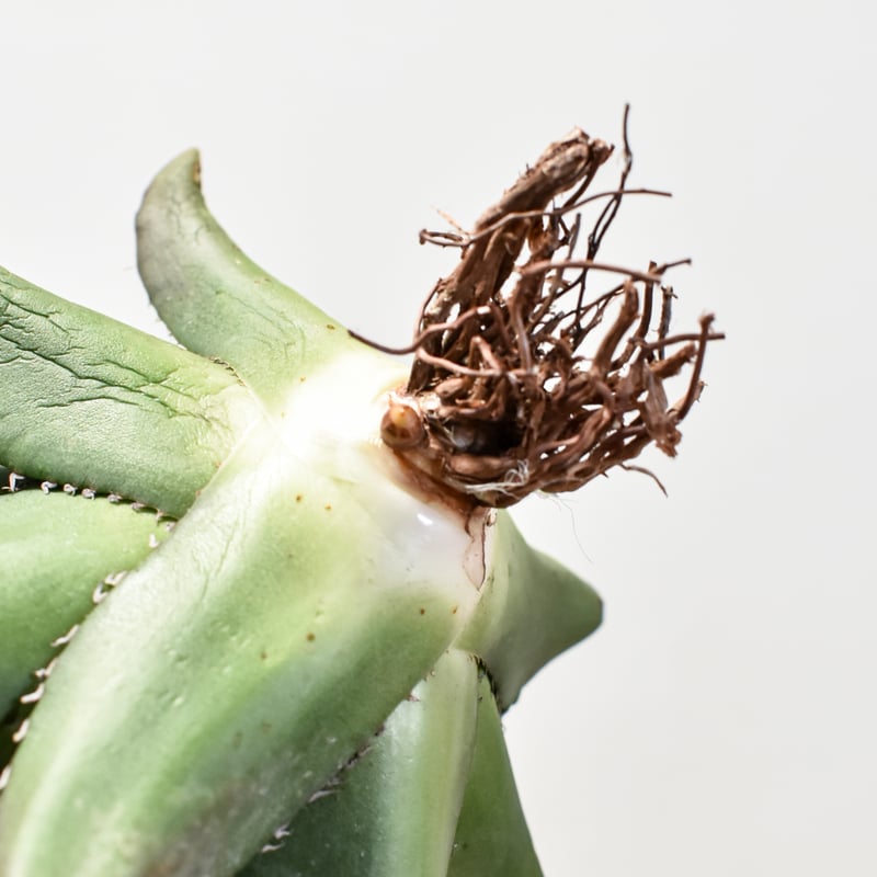 アガベ チタノタ 