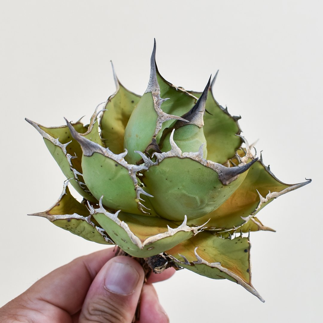 非売品級【台湾産】アガベ チタノタ パンダ　ドラゴンアガベ　熊猫 アガベ チタノタ パンダ 