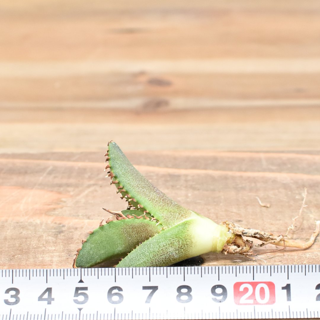 アガベ　チタノタ　Dennis040 キングアーサー同血統　ドラゴンアガベTC株 アガベ チタノタ DENNIS040 