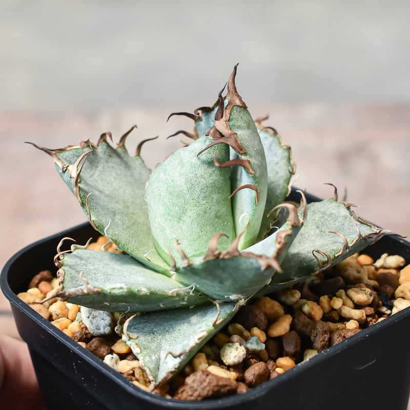 アガベ チタノタ シーザー ボールタイプ Yahoo!オークション