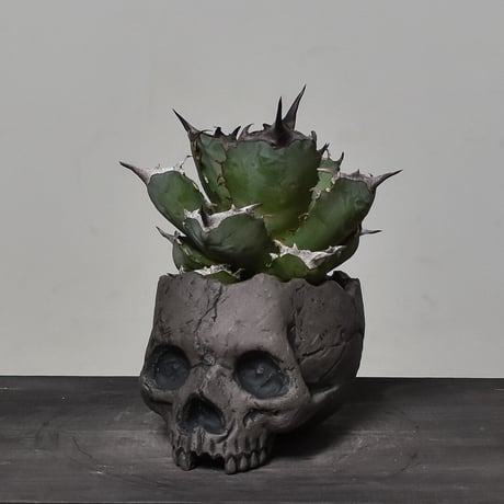 Matasuke Tatsumi（TEATOYA'S GALLERY）【Skull pot Black】type D