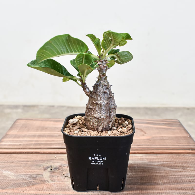 国内実生株 パキポディウム ウィンゾリー実生 14 (グラキリス チタノタ 国内実生株 パキポディウム ウィンゾリー実生 14 (グラキリス チタノタ