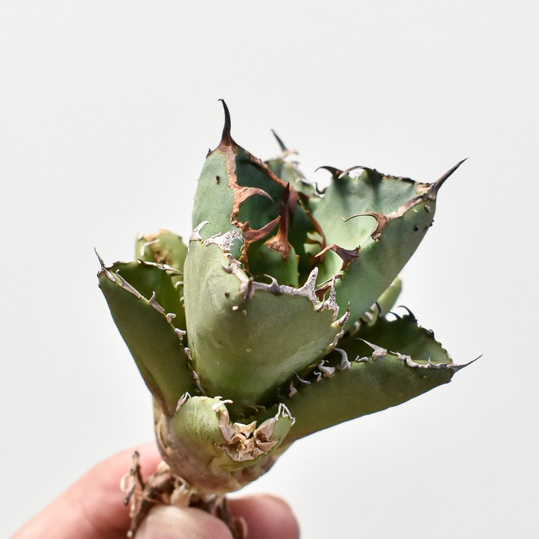 アガベ チタノタ 