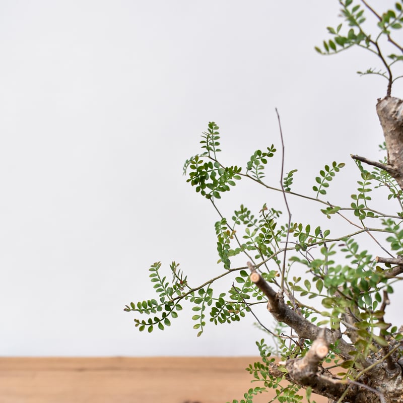 オペルクリカリア パキプス RFHK25011494 | RAFLUM / ラフラム｜東京