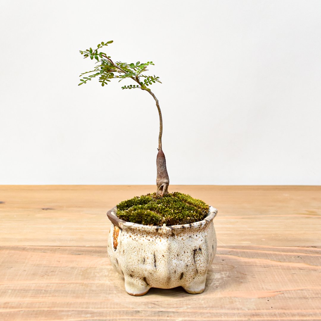 WACK” ON YOUR SIDE】オペルクリカリア パキプス WACK-B070 |