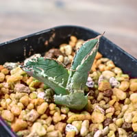 RAFLUMコレクション】アガベ チタノタ 