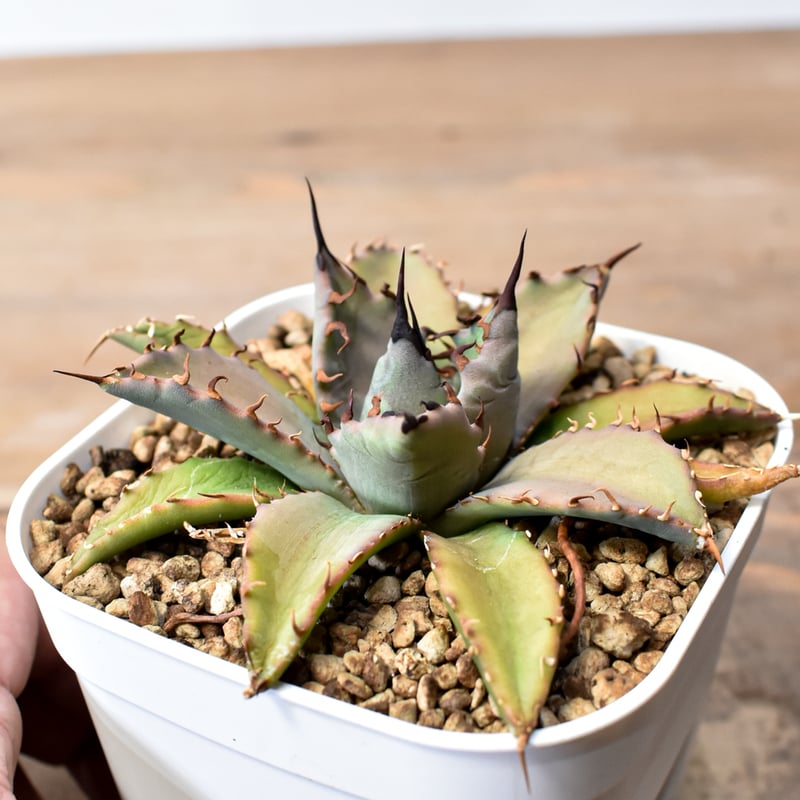 アガベ ハイブリット 