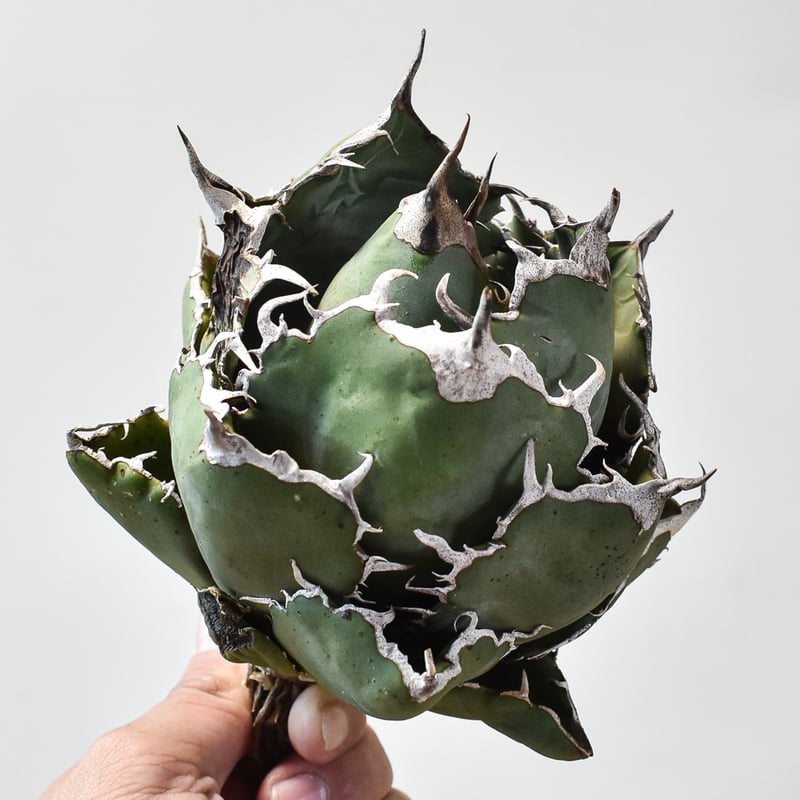 台湾産 親株 WhiteWhale 白鯨 アガベ チタノタ OC 台湾産 親株 WhiteWhale 白鯨 アガベ チタノタ OC アガベ チタノタ