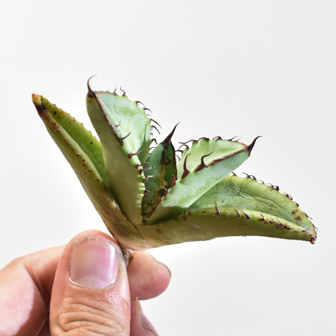 アガベ チタノタ 歐若拉 / 