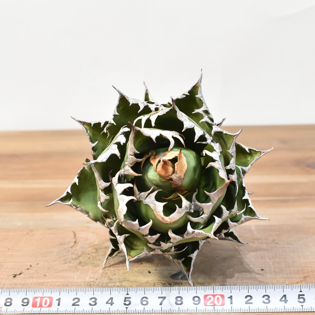 fit=scale-down,w=1200