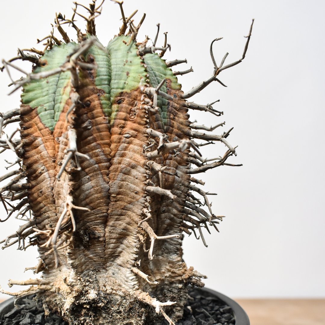 人気植物‼️実生大株‼️ユーフォルビア スーパーバリダ アフリカ原産　選抜株 ユーフォルビア オールドスーパーバリダ 