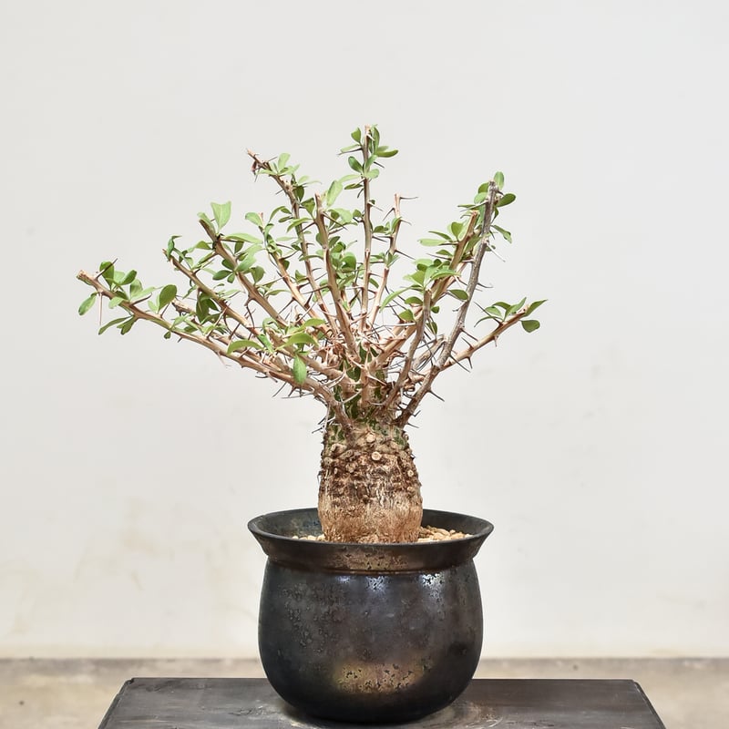 フォークイエリア コルムナリス 