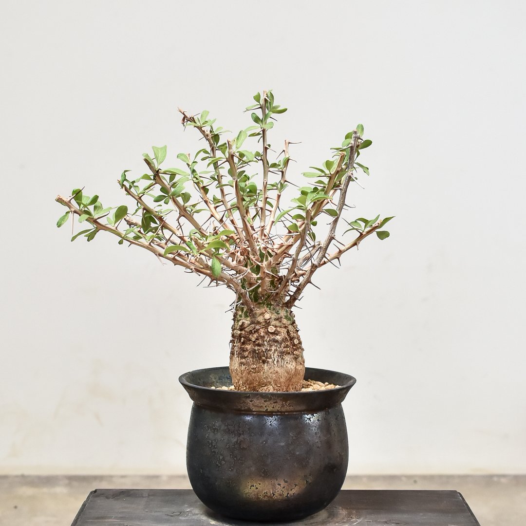 発根済　フォークイエリア　コルムナリス　観峰玉 フォークイエリア コルムナリス 