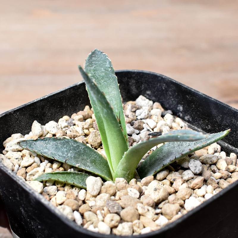 アガベ エボリスピナ×ホリダ ハイブリッド 有望ジェレミー株 Hybid Agave Eborispina x BB【SOLD OUT】 by @hiddenagave ジェレミー