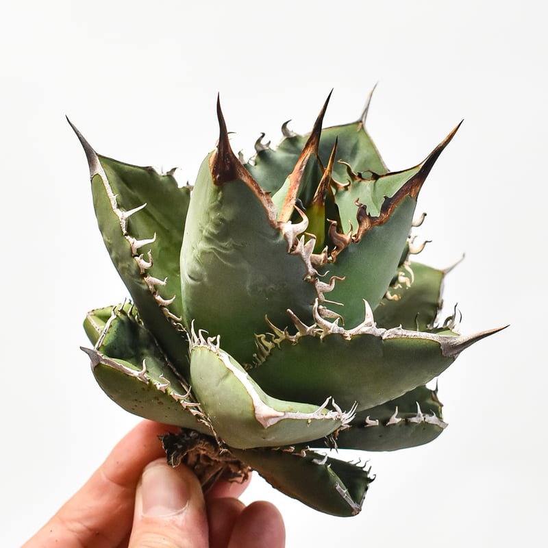 アガベ 鬼爪OSP株親株子株オテロイ