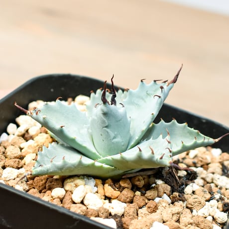 アガベ ハイブリット 雲虎甲蟹×象牙妖炎(モコイシス×陽炎エボリ) 【台湾botanical_seeker産】RF25011419
