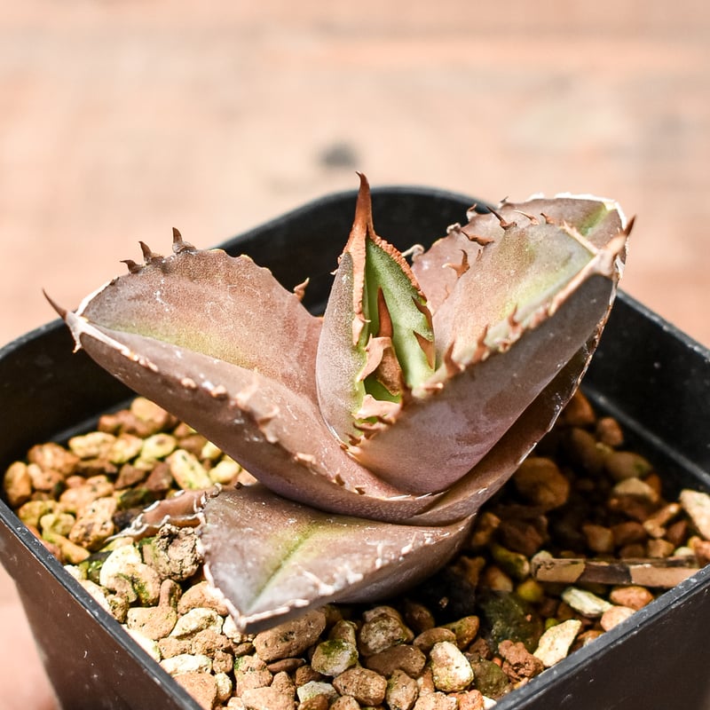 アガベチタノタトリケラトプス