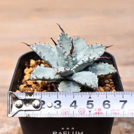 アガベ ハイブリット 日系イシスメンシス×象牙妖炎（陽炎エボリ）【台湾botanical_seeker産】RF25011395