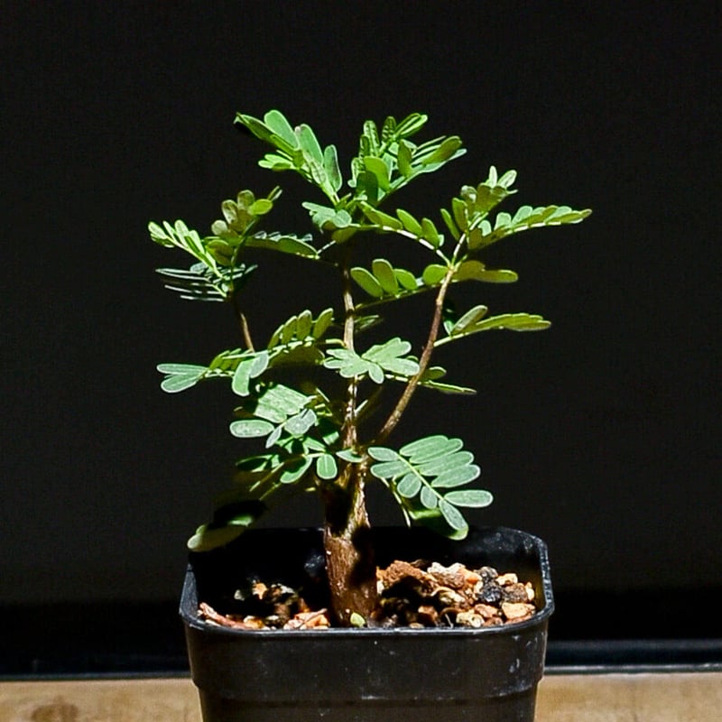 HEYWOOD センナメリディオナリス　実生　根上がり センナメリディオナリス 実生 根上がり センナ メリディオナリス