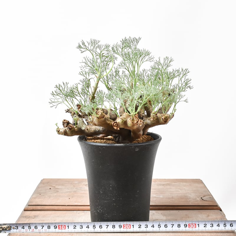 モンソニア　ムルチフィダ　サルコカウロン　ムルチフィズム　カタチ製作所　発根済 モンソニア ムルチフィダ(旧サルコカウロン ムルチフィズム