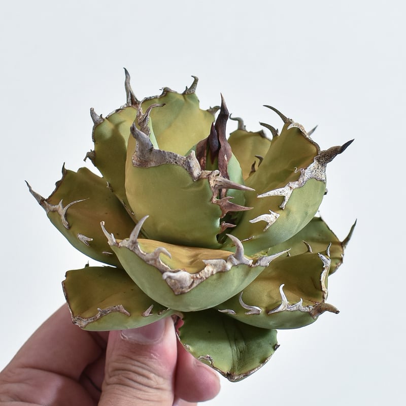 アガベ チタノタ フクロウ / 猫頭鷹 , アザラシ / 海豹【台湾 dragon