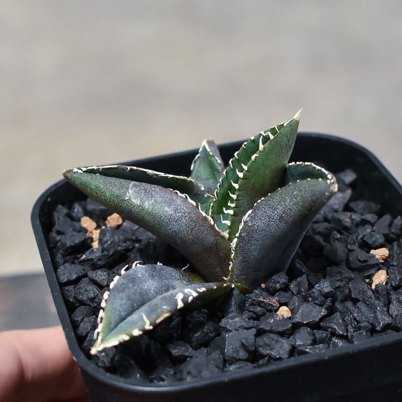 agave titanota diavolo bianco