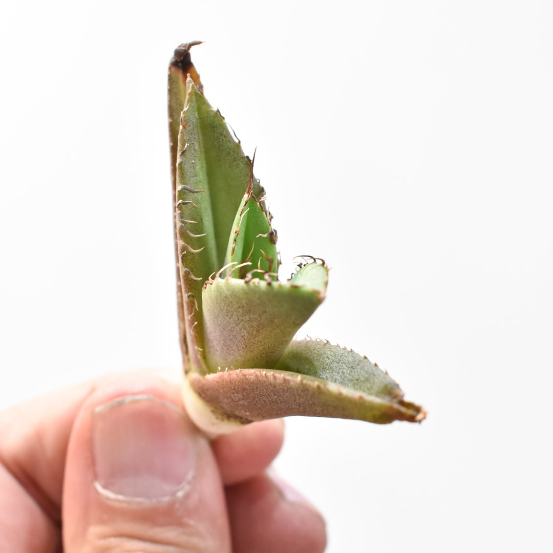 アガベ 麻花 Yan Chen産 タグ付き発根済み アガベ チタノタ 