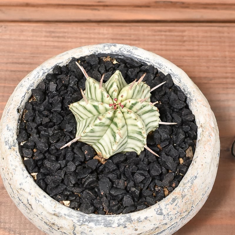 【XLサイズ】ユーフォルビア メロフォルミス錦 ※0594【輸入苗】 ユーフォルビア メロフォルミス錦 | STELLA.PLANTS