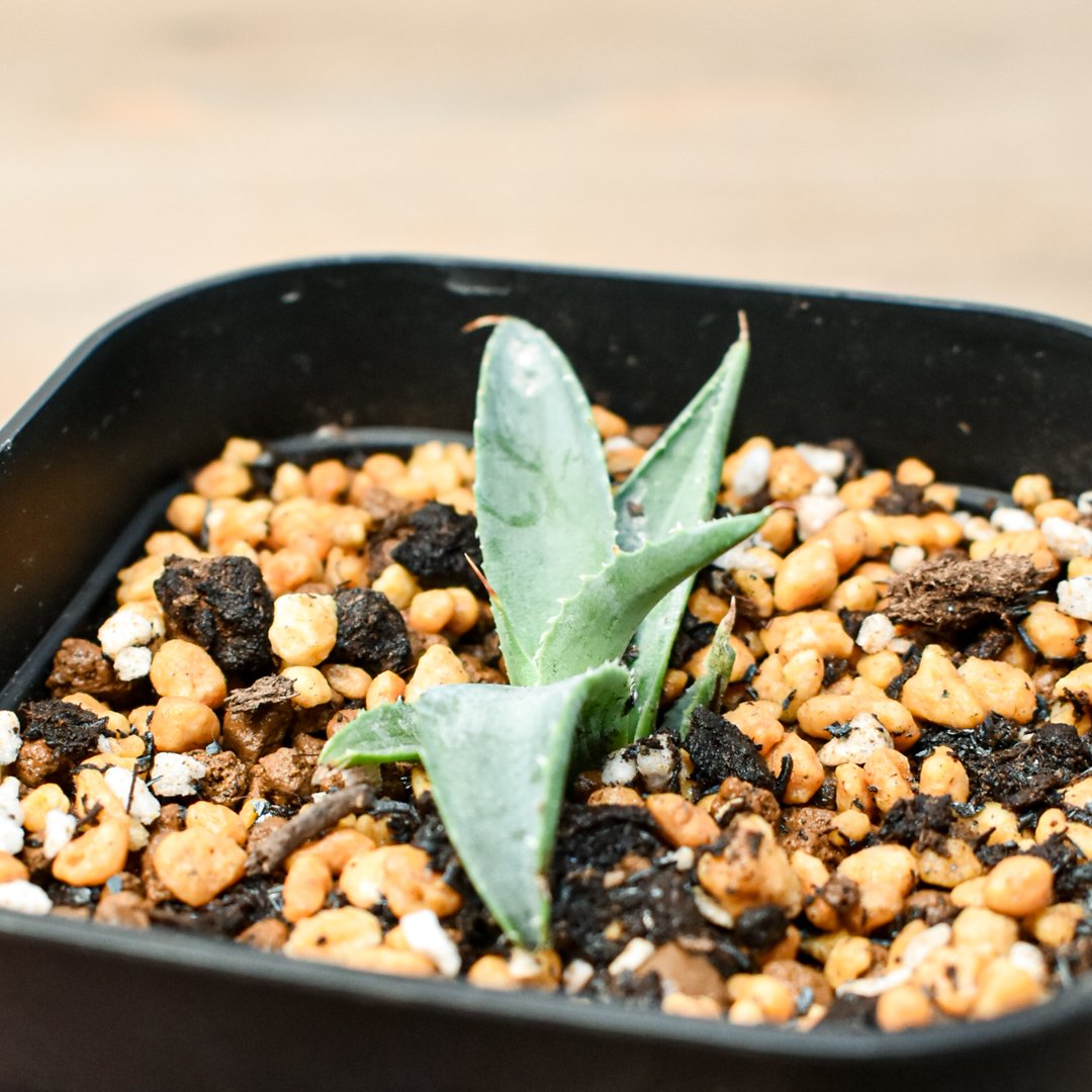 アガベ ハイブリット 