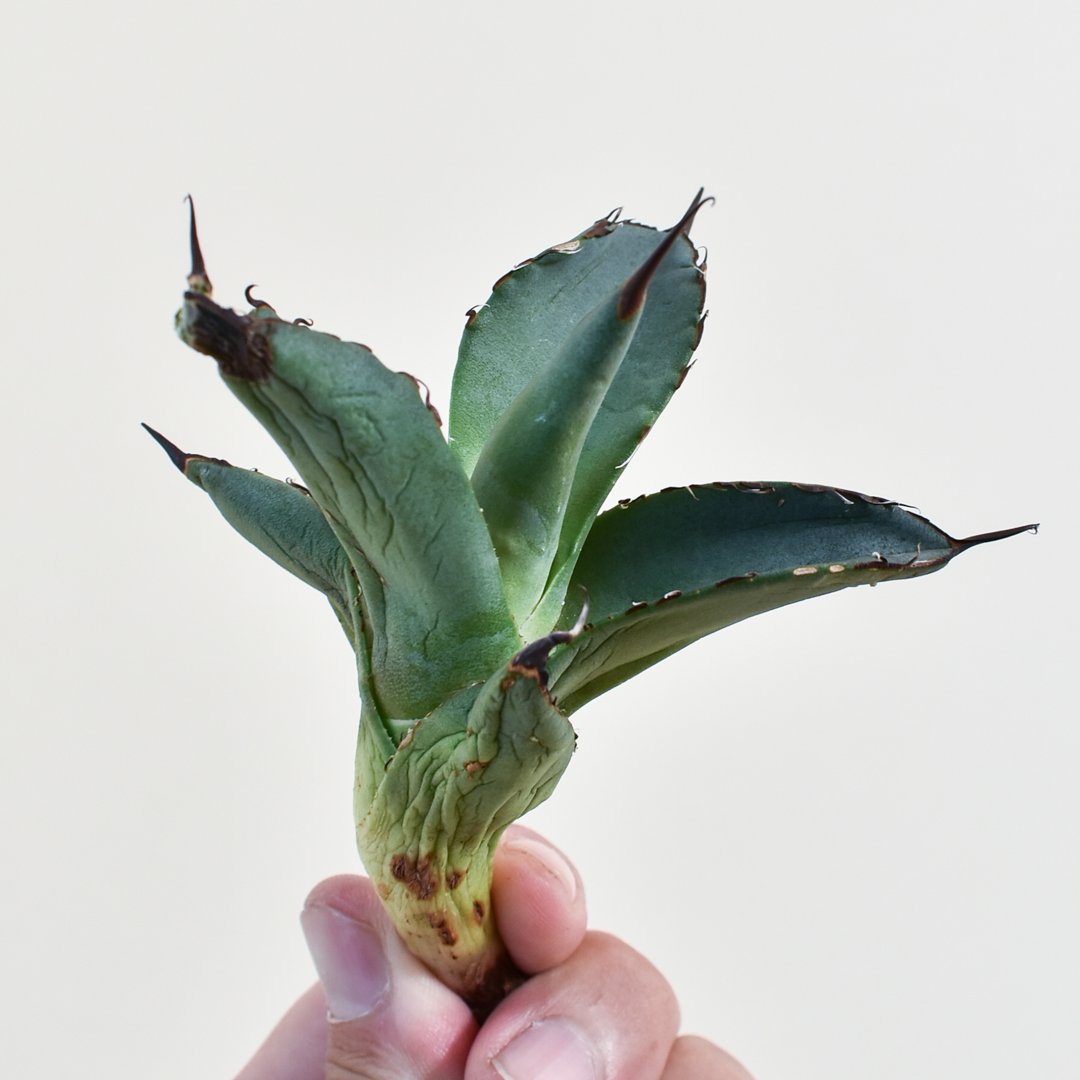 【gocciaplants産】アガベチタノタ黒桃　アガベチタノタスペード gocciaplants産】アガベチタノタ黒桃 アガベチタノタスペード - メルカリ