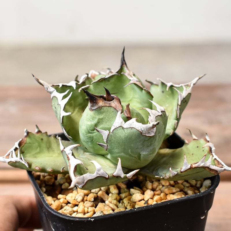 アガベ チタノタ ドワーフ / 