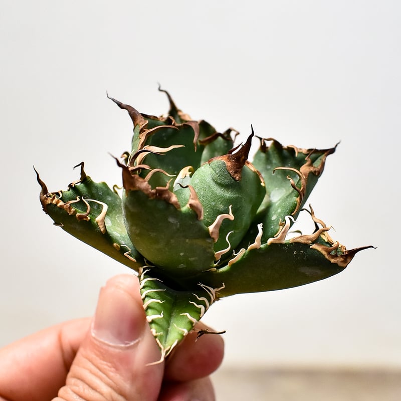 アガベ チタノタ シーザー / 凱撒 【台湾 dragon agave産/TC子株/抜き