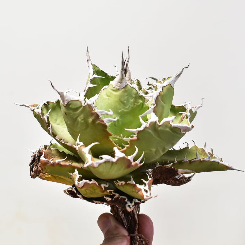 アガベ チタノタ ソーラーエクリプス 