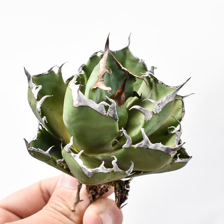 アガベピカチュウ | STORES