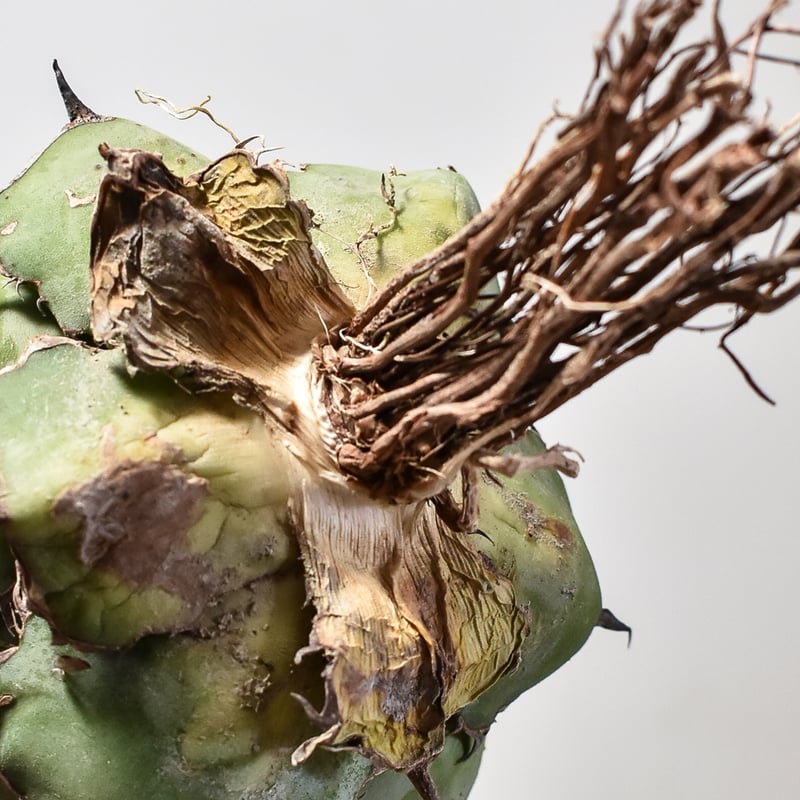 アガベ チタノタ ブラックアンドブルー / BB 