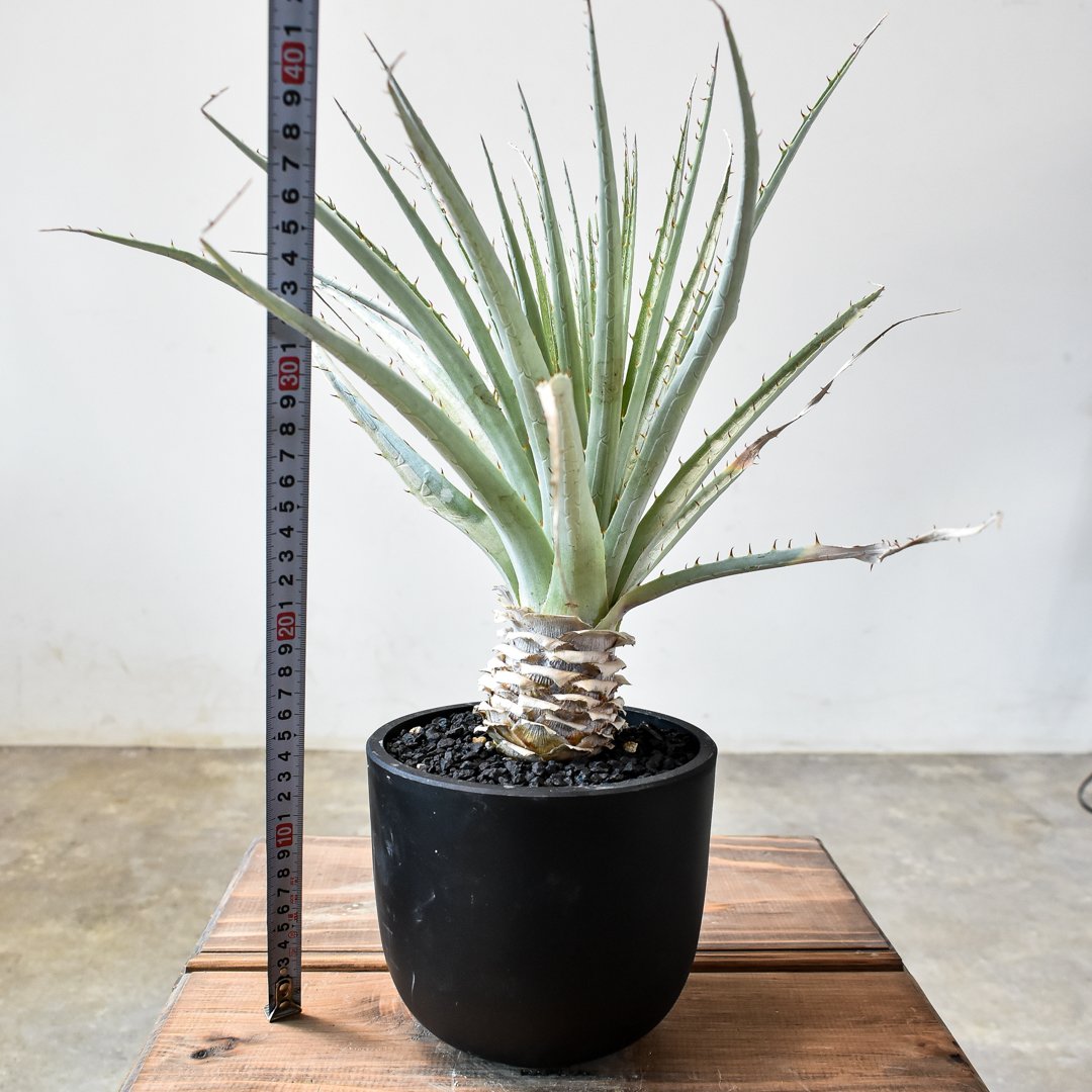 プヤ　セルーレア　7？8？ヘッド 抜き苗 fit=scale-down,w=1200