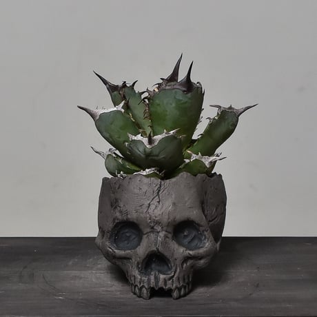 Matasuke Tatsumi（TEATOYA'S GALLERY）【Skull pot Black】type D