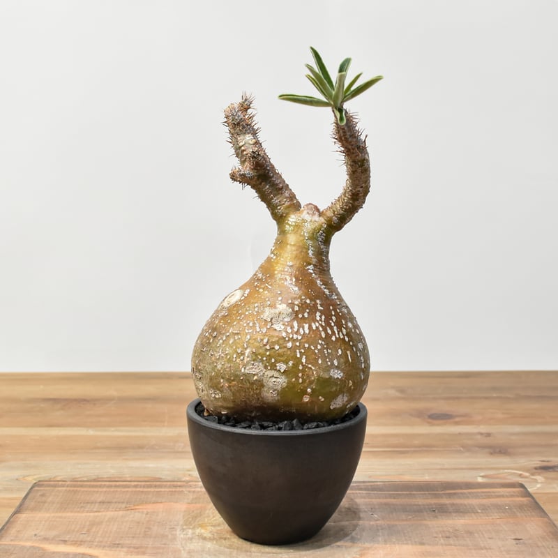 パキポディウム グラキリス 【発根済み】RFKN25010872 | RAFLUM / ラフ