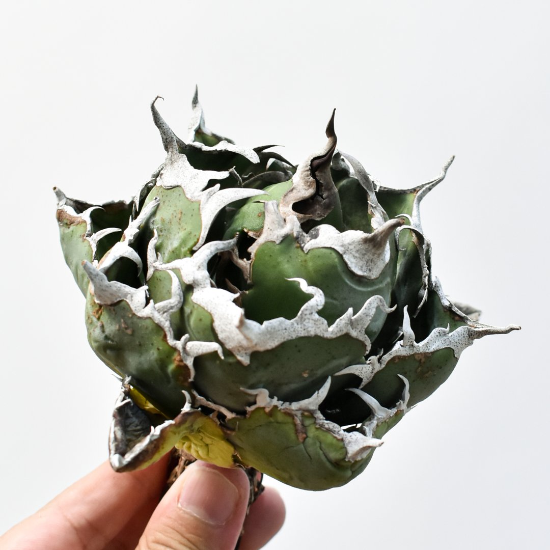 アガベ チタノタ “精品老白鯨” 【台湾 dragon agave産/抜き苗/中株】I