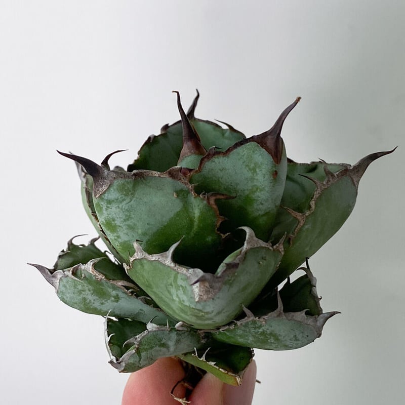 アガベチタノタブラックアンドブルーBB 抜き苗コレクション株