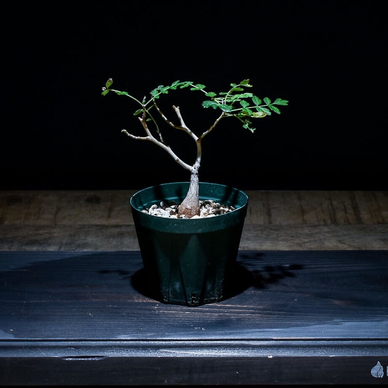 パキコルムス ディスカラー 