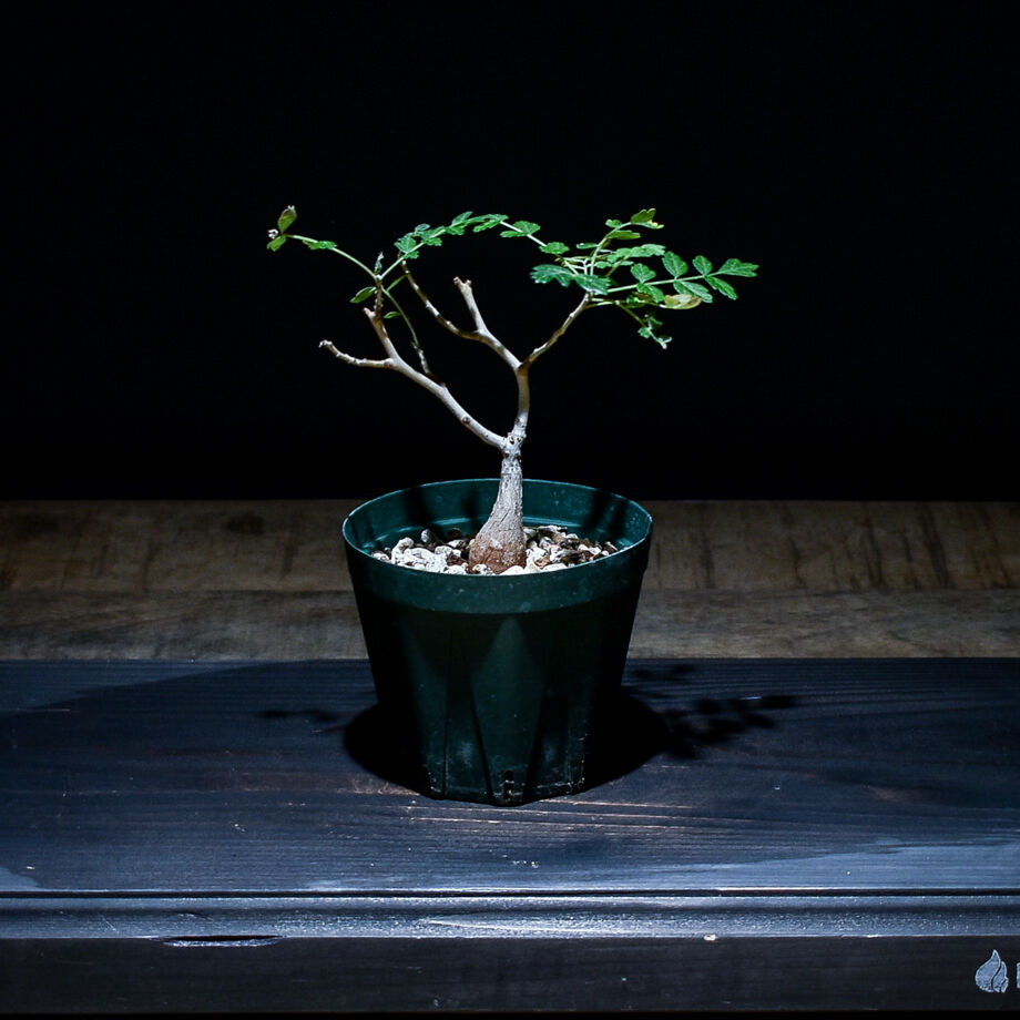 637c630cc92c5d4bc9cb38e6