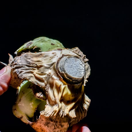 アガベ オアハカ "オテロイ" （オアハカ産/抜き苗販売）type D